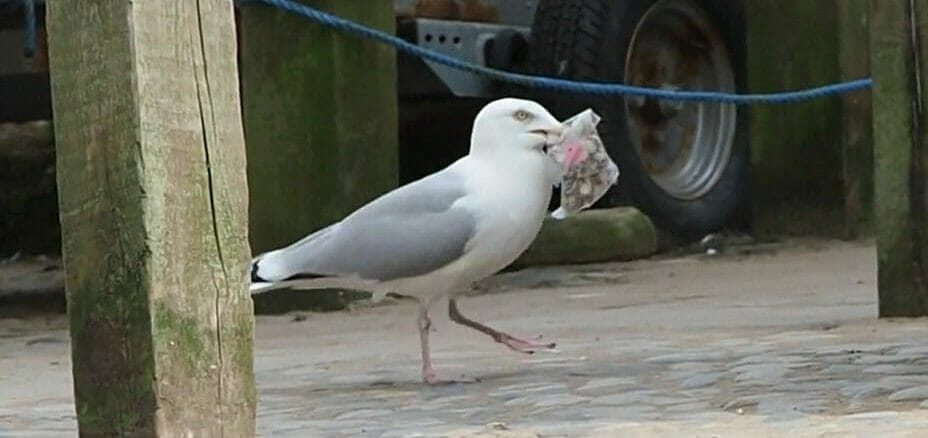 seagull